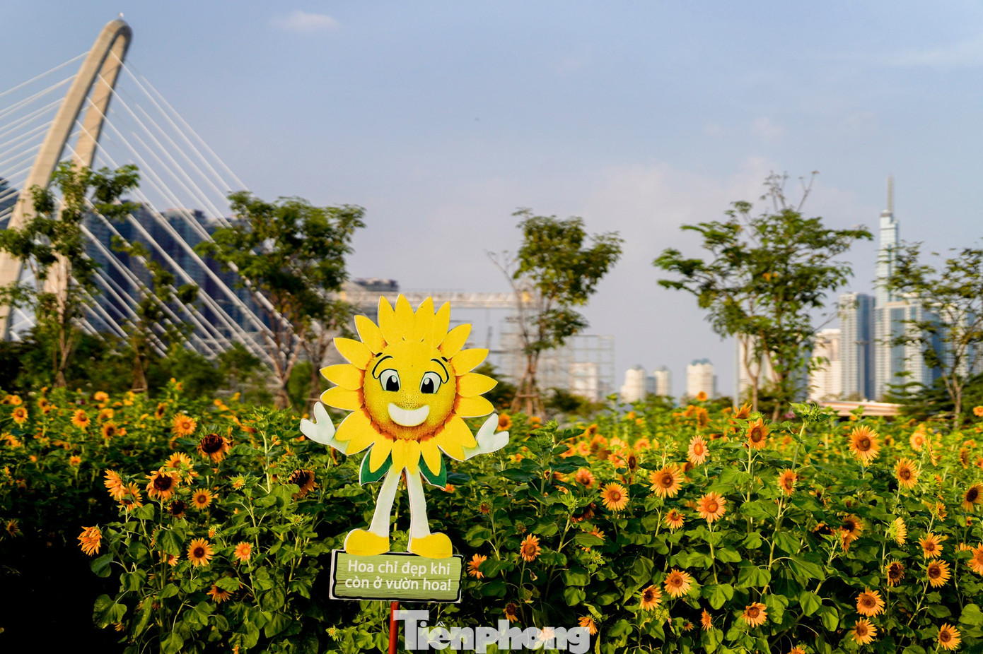 M&atilde;n nh&atilde;n vườn hướng dương ngh&igrave;n b&ocirc;ng khoe sắc b&ecirc;n bờ s&ocirc;ng S&agrave;i G&ograve;n- Ảnh 10.
