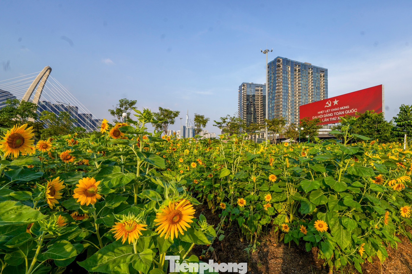M&atilde;n nh&atilde;n vườn hướng dương ngh&igrave;n b&ocirc;ng khoe sắc b&ecirc;n bờ s&ocirc;ng S&agrave;i G&ograve;n- Ảnh 8.