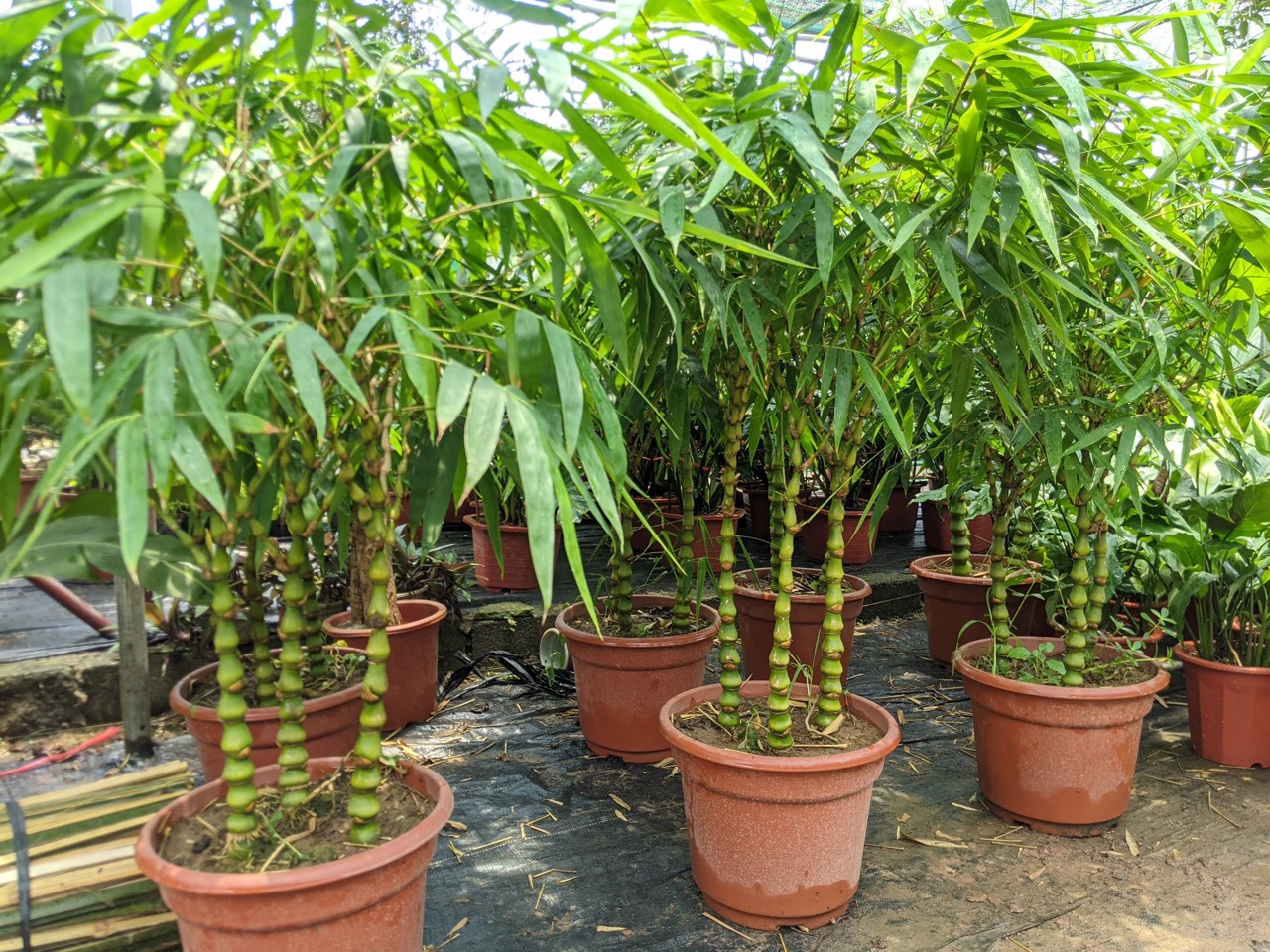 2 loại c&acirc;y n&ecirc;n trồng trước cửa nh&agrave; v&agrave;o năm mới: "H&uacute;t" t&agrave;i lộc, l&agrave;m thuốc cho cả gia đ&igrave;nh- Ảnh 2.