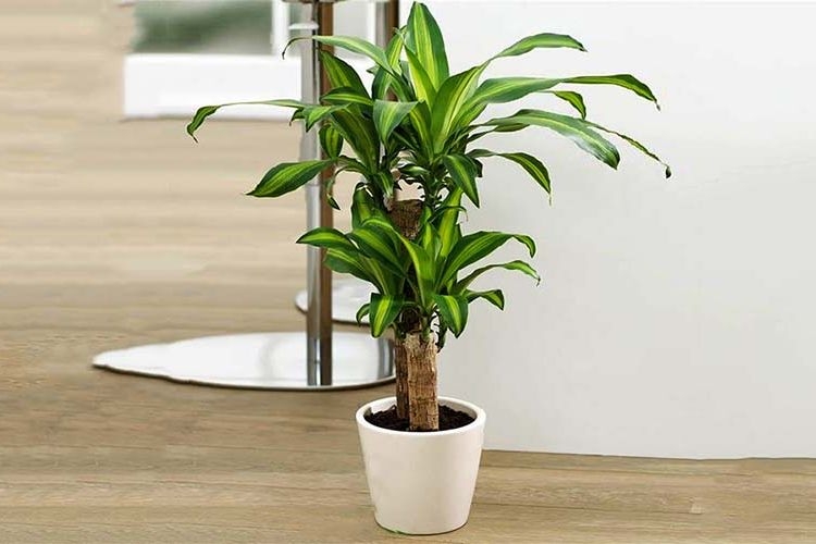 9 loại c&acirc;y đuổi c&ocirc;n tr&ugrave;ng tốt nhất cho năm mới 2026: Dễ trồng chưa từng thấy!- Ảnh 6.