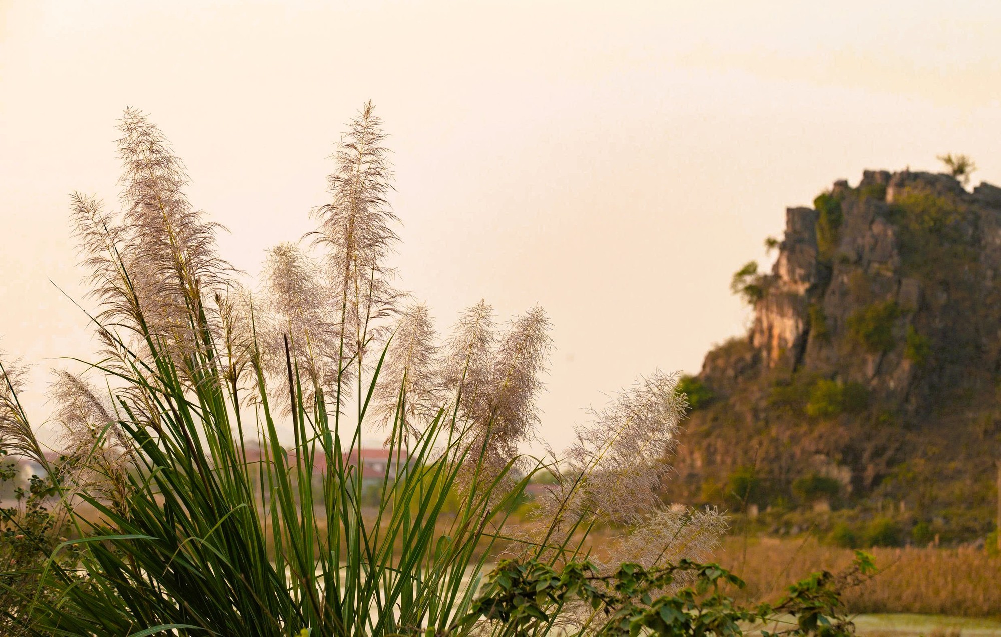 Tràng An say đắm lòng người mùa lau sậy trổ bông- Ảnh 5. Tràng An say đắm lòng người mùa lau sậy trổ bông- Ảnh 5.