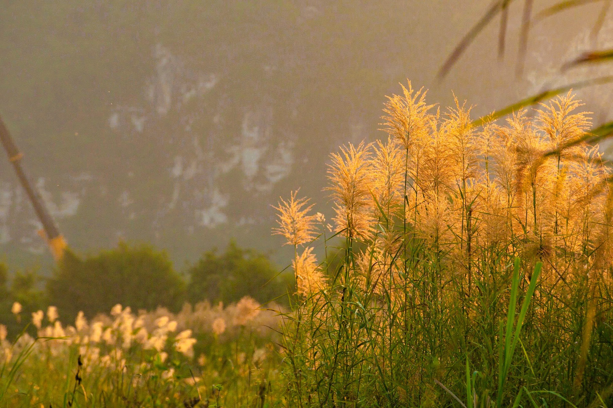 Tràng An say đắm lòng người mùa lau sậy trổ bông- Ảnh 13. Tràng An say đắm lòng người mùa lau sậy trổ bông- Ảnh 13.