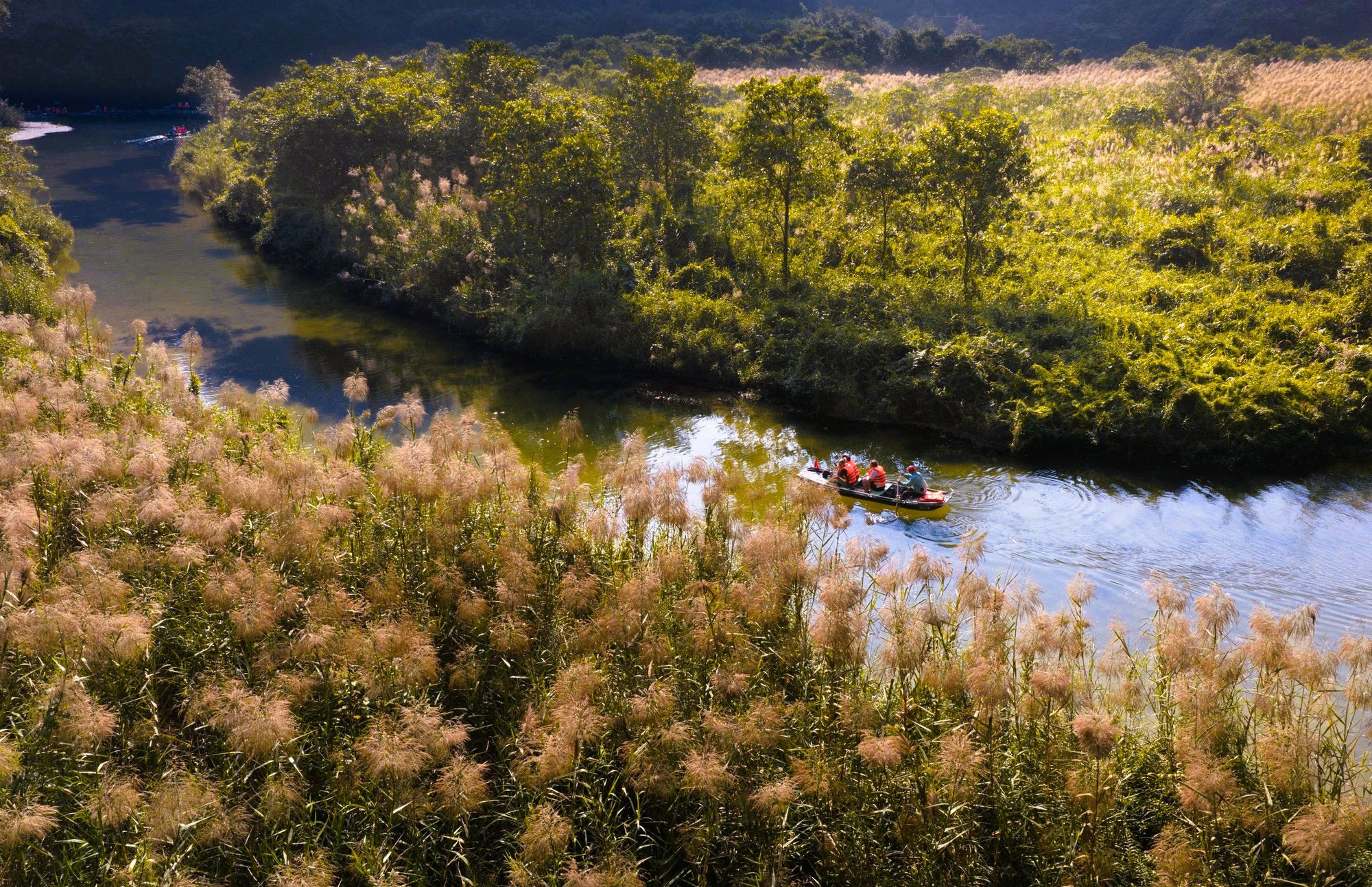 Tràng An say đắm lòng người mùa lau sậy trổ bông- Ảnh 1. Tràng An say đắm lòng người mùa lau sậy trổ bông- Ảnh 1.