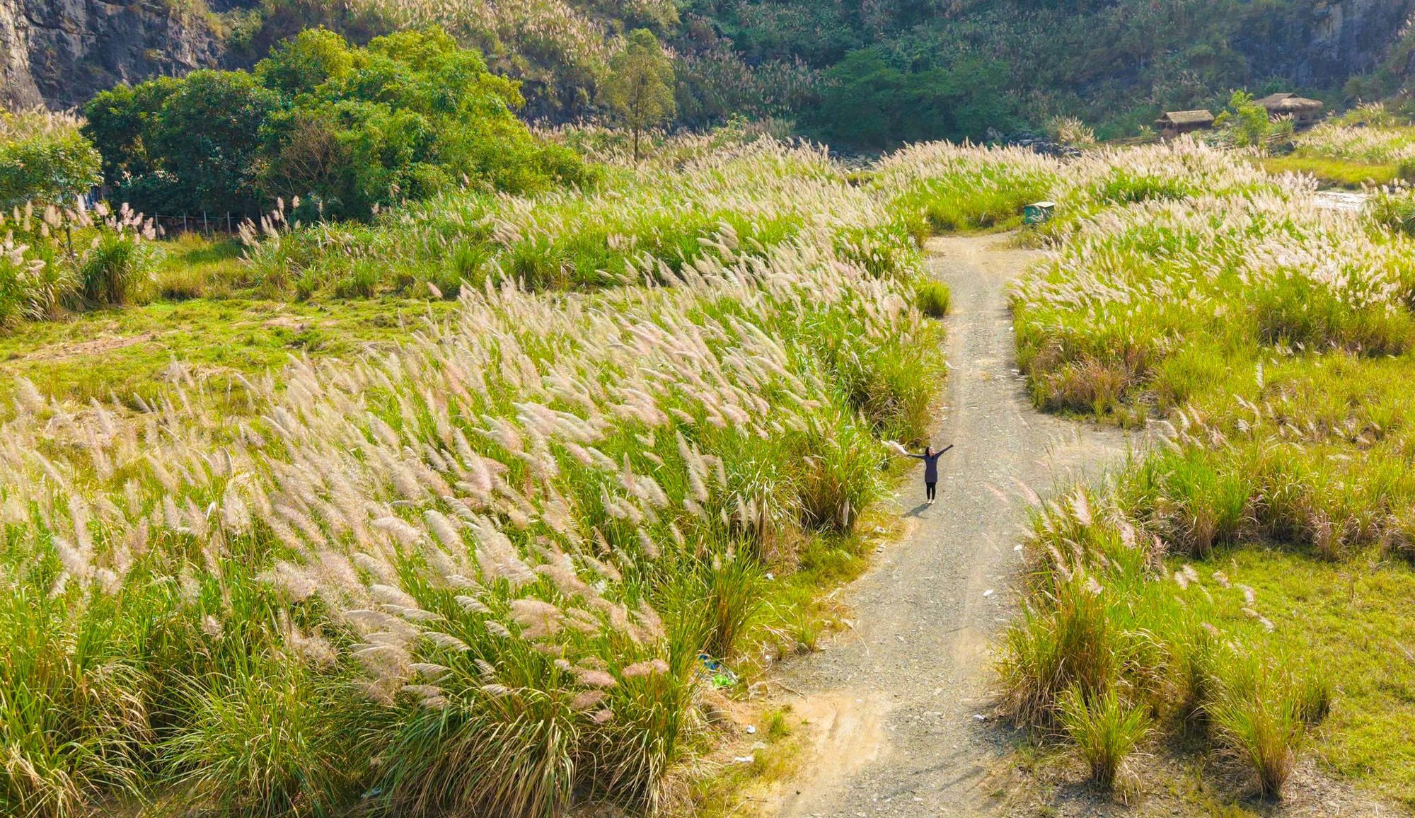 Tràng An say đắm lòng người mùa lau sậy trổ bông- Ảnh 2. Tràng An say đắm lòng người mùa lau sậy trổ bông- Ảnh 2.