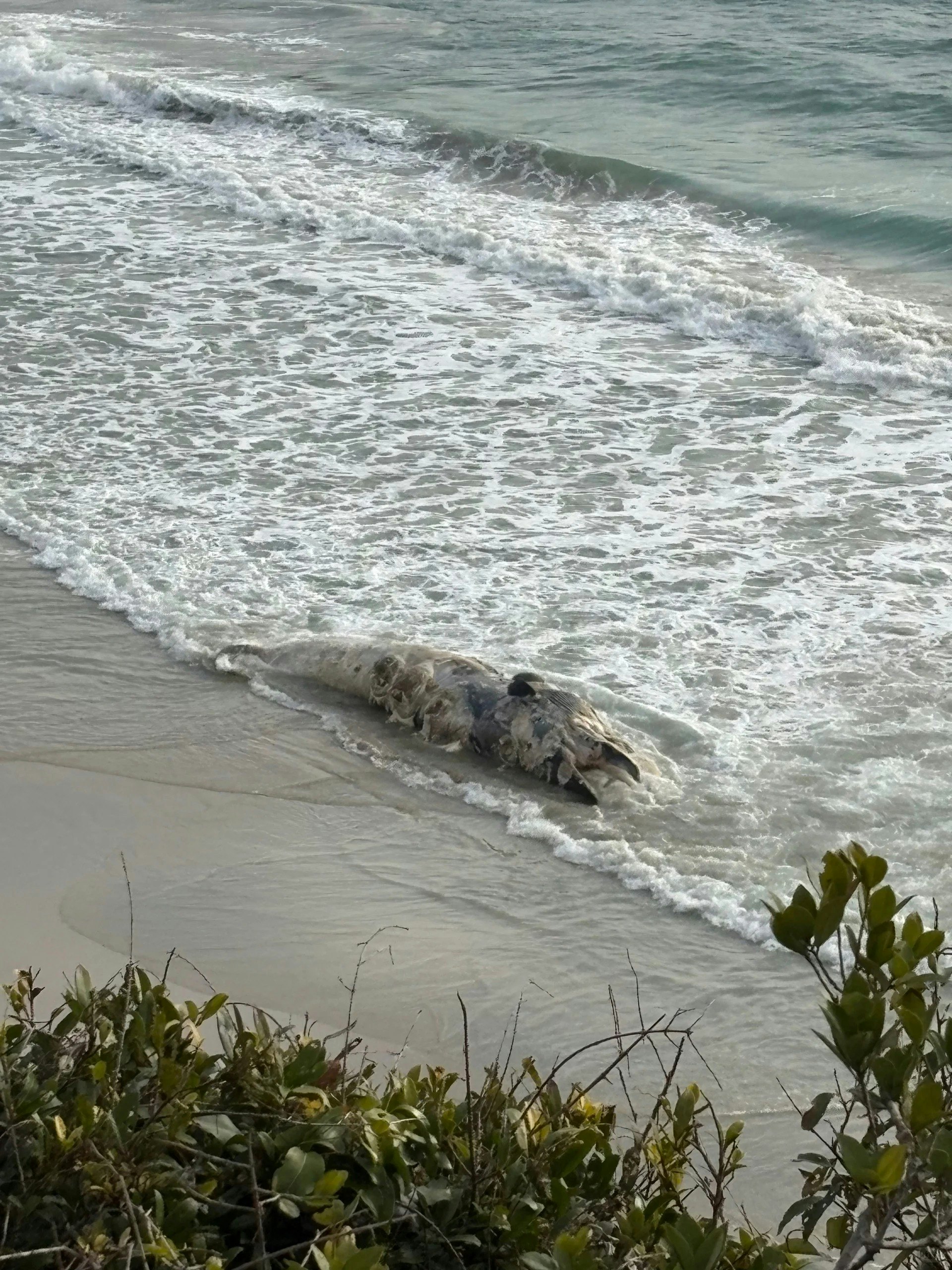 Vật thể lạ d&agrave;i 11m dạt v&agrave;o b&atilde;i biển nổi tiếng khiến nhiều người kinh h&atilde;i, cơ quan chức năng v&agrave;o cuộc điều tra- Ảnh 2.