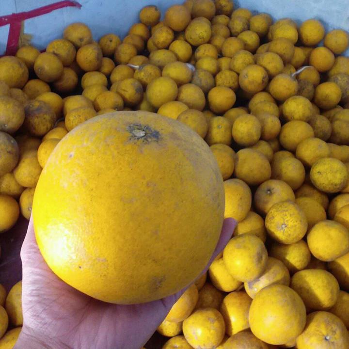 Loại quả hot nhất Tết để 2 tháng không mốc, không hỏng, càng lâu càng ngon ngọt- Ảnh 2. Loại quả hot nhất Tết để 2 tháng không mốc, không hỏng, càng lâu càng ngon ngọt- Ảnh 2.