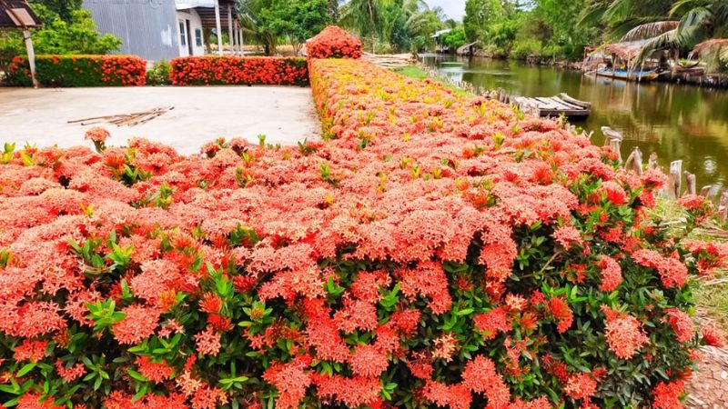 Loài hoa chơi Tết bền cả tháng, nở đẹp mỹ miều: 1 ngày ngắm 24 giờ không thấy chán- Ảnh 3. Loài hoa chơi Tết bền cả tháng, nở đẹp mỹ miều: 1 ngày ngắm 24 giờ không thấy chán- Ảnh 3.