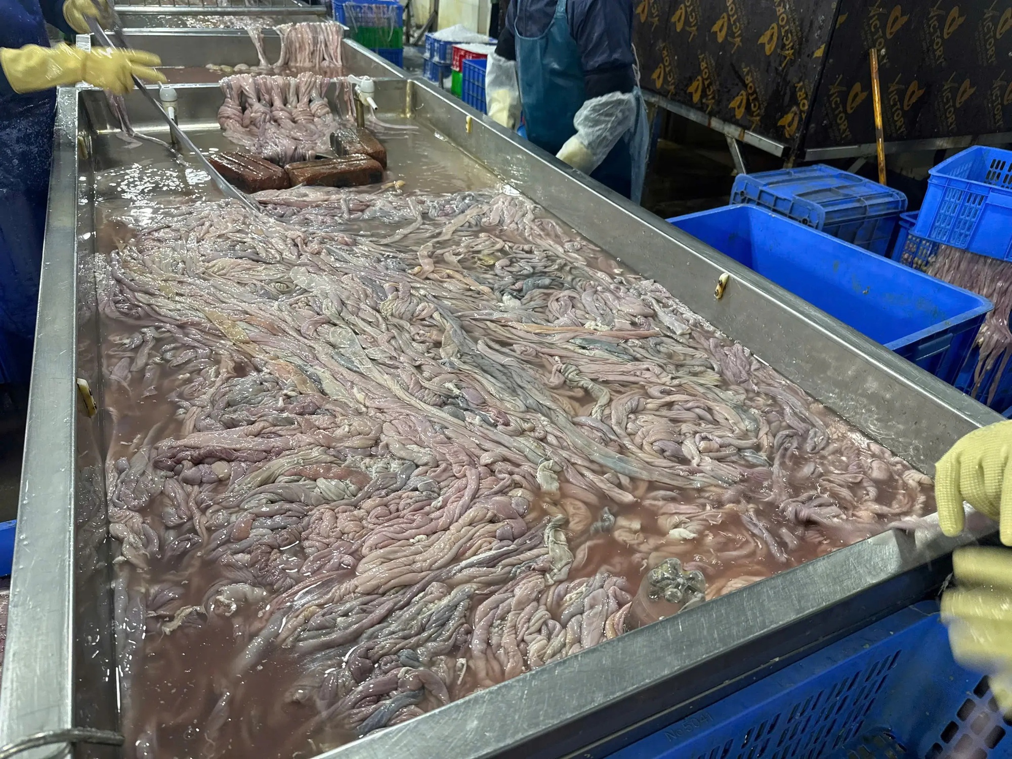 Cận cảnh hơn 60 tấn lòng lợn bốc mùi nằm trong kho lạnh nhiều tháng ở Hà Nội, chuẩn bị tuồn ra thị trường dịp cận Tết- Ảnh 9. Cận cảnh hơn 60 tấn lòng lợn bốc mùi nằm trong kho lạnh nhiều tháng ở Hà Nội, chuẩn bị tuồn ra thị trường dịp cận Tết- Ảnh 9.