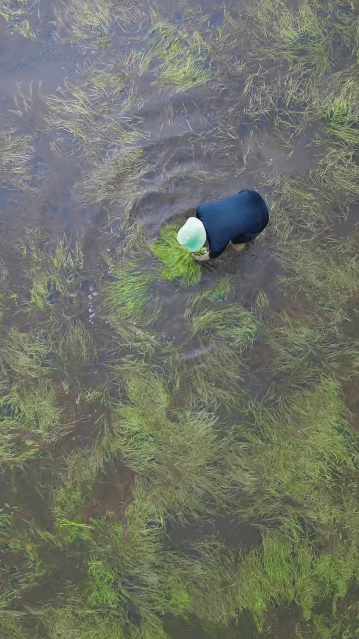 Đặc sản trời cho miền Tây, cả nước trầm trồ- Ảnh 5. Đặc sản trời cho miền Tây, cả nước trầm trồ- Ảnh 5.