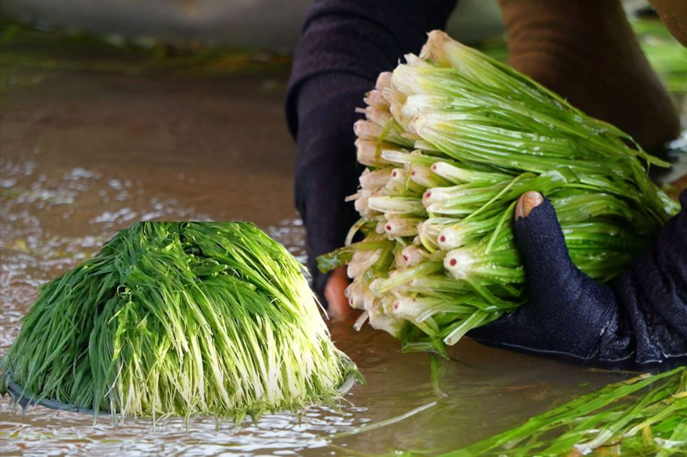 Đặc sản trời cho miền Tây, cả nước trầm trồ- Ảnh 4. Đặc sản trời cho miền Tây, cả nước trầm trồ- Ảnh 4.