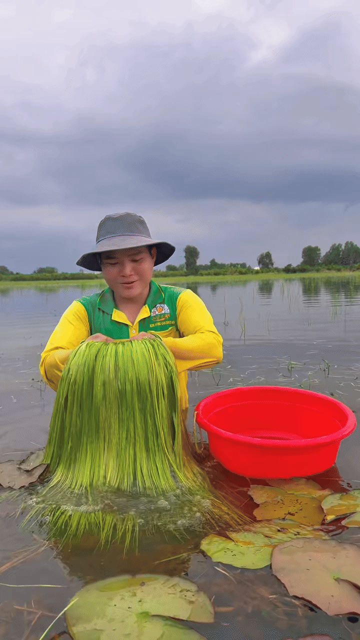 Đặc sản trời cho miền Tây, cả nước trầm trồ- Ảnh 1. Đặc sản trời cho miền Tây, cả nước trầm trồ- Ảnh 1.
