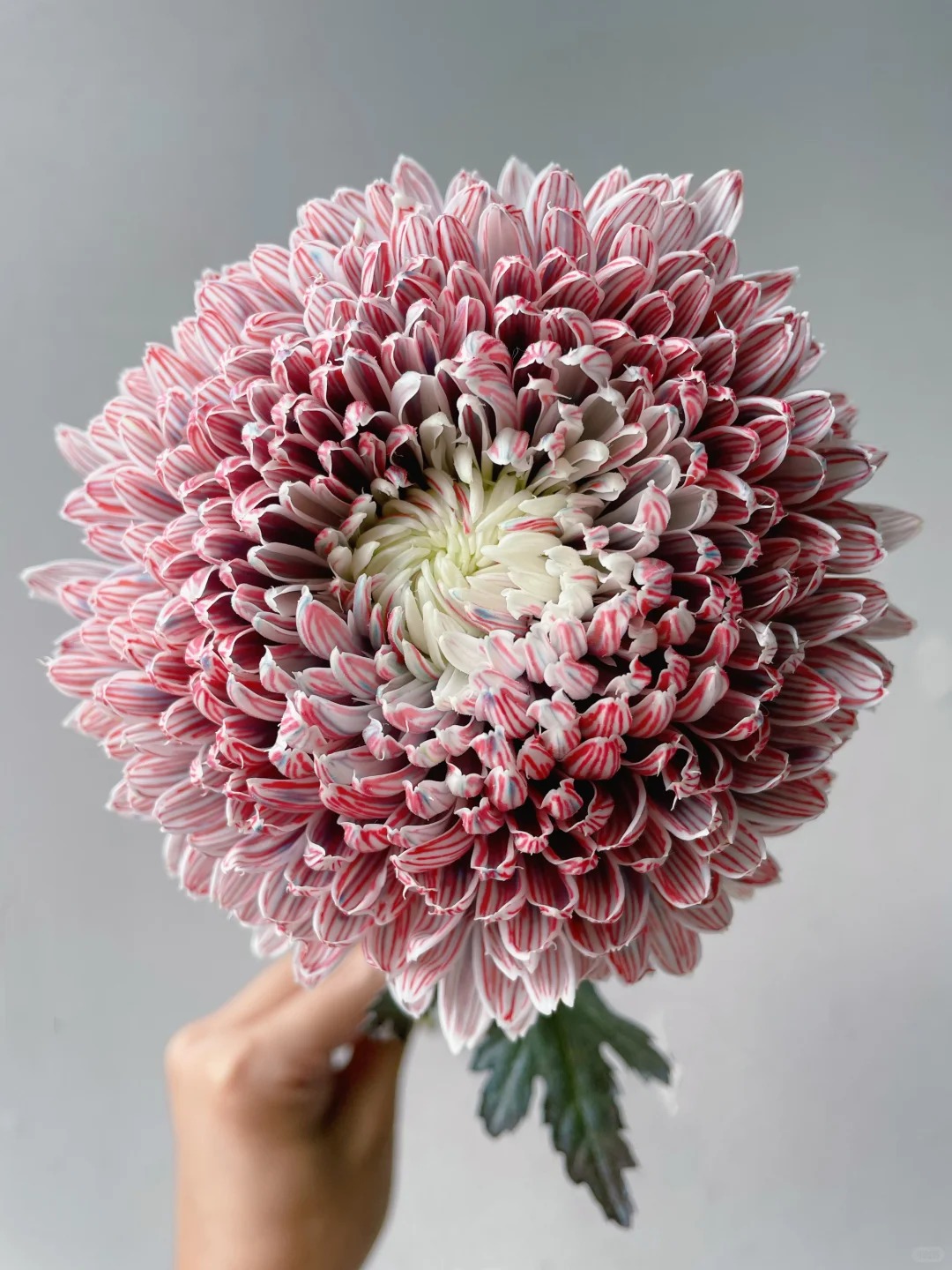 Chi hơn 300k rước bình hoa Chi hơn 300k rước bình hoa