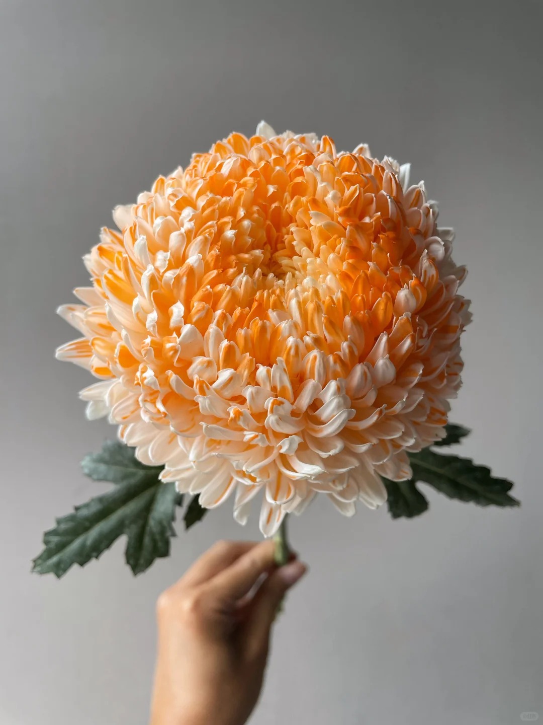 Chi hơn 300k rước bình hoa Chi hơn 300k rước bình hoa