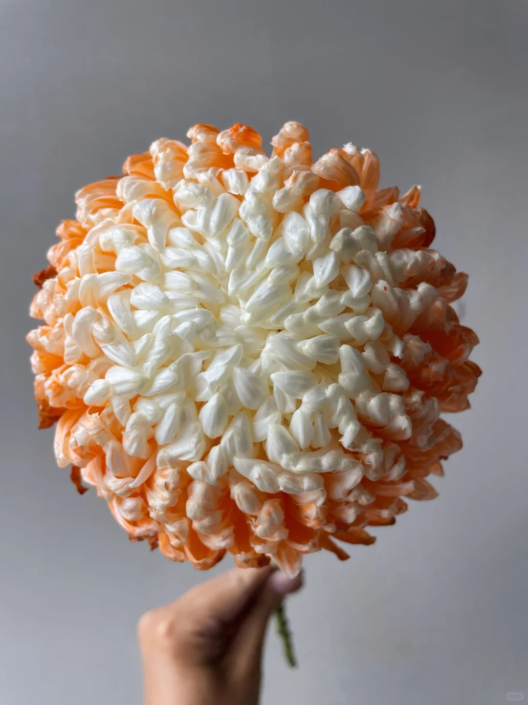 Chi hơn 300k rước bình hoa Chi hơn 300k rước bình hoa