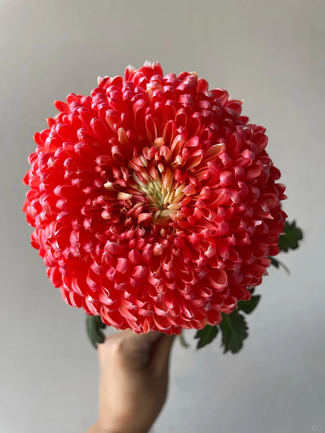 Chi hơn 300k rước bình hoa Chi hơn 300k rước bình hoa