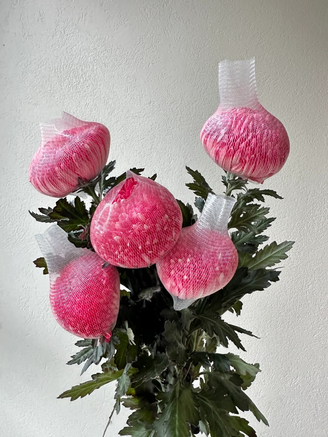 Chi hơn 300k rước bình hoa Chi hơn 300k rước bình hoa