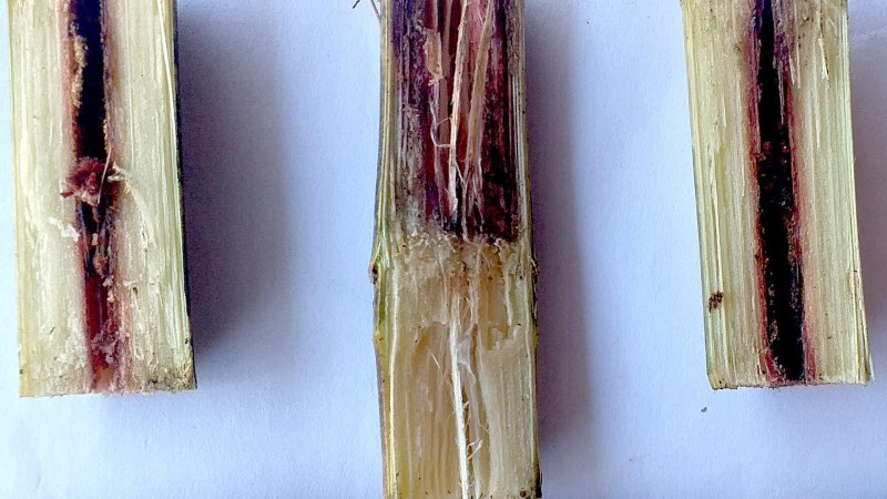 5 loại thực phẩm ngon bổ n&agrave;y sẽ h&oacute;a 