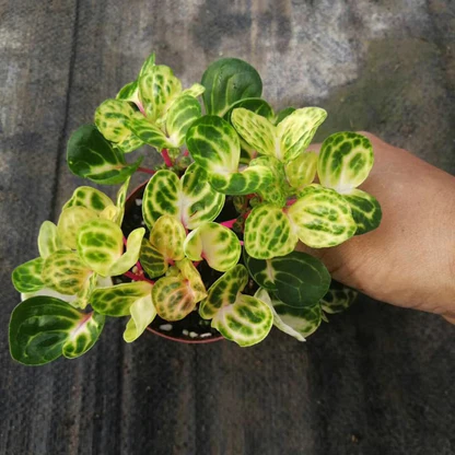 Kh&ocirc;ng phải kim tiền, đ&acirc;y mới l&agrave; 4 loại c&acirc;y m&agrave; người gi&agrave;u th&iacute;ch m&ecirc;: C&agrave;ng trồng c&agrave;ng may mắn, đẹp sang hơn cả hoa- Ảnh 2.