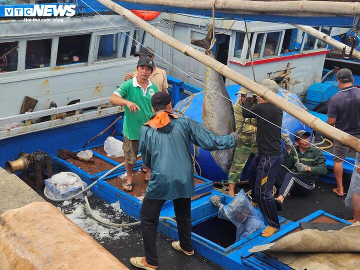 C&aacute; ngừ đại dương tr&uacute;ng m&ugrave;a, ngư d&acirc;n Đắk Lắk thu l&atilde;i trước Tết- Ảnh 10.