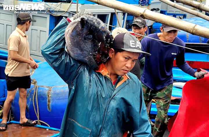 C&aacute; ngừ đại dương tr&uacute;ng m&ugrave;a, ngư d&acirc;n Đắk Lắk thu l&atilde;i trước Tết- Ảnh 9.