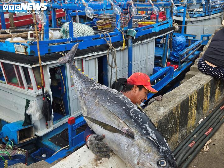 C&aacute; ngừ đại dương tr&uacute;ng m&ugrave;a, ngư d&acirc;n Đắk Lắk thu l&atilde;i trước Tết- Ảnh 11.