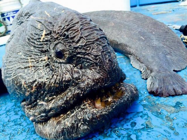 4 loại hải sản nhất định ĐỪNG MUA dịp s&aacute;t Tết, người b&aacute;n cũng phải thừa nhận: "Cho kh&ocirc;ng chưa chắc d&aacute;m ăn"- Ảnh 4.