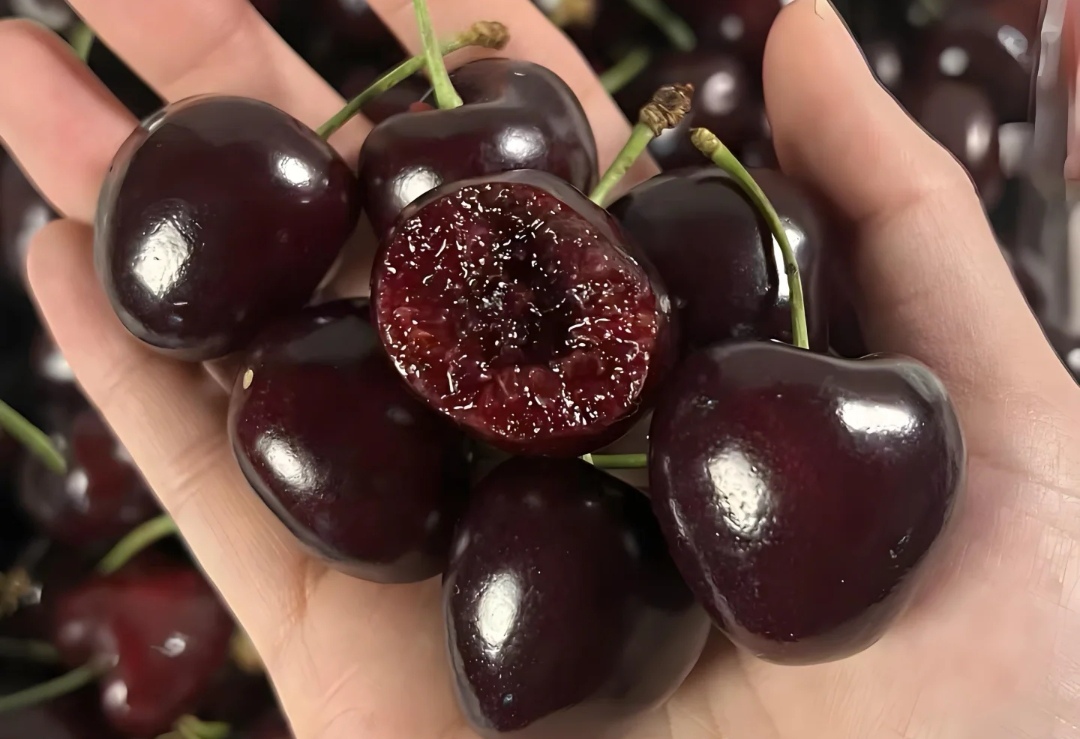 Chọn mua cherry đ&oacute;n Tết 2026: Phương ph&aacute;p 