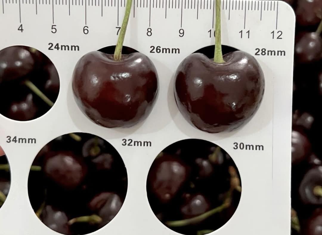 Chọn mua cherry đ&oacute;n Tết 2026: Phương ph&aacute;p 