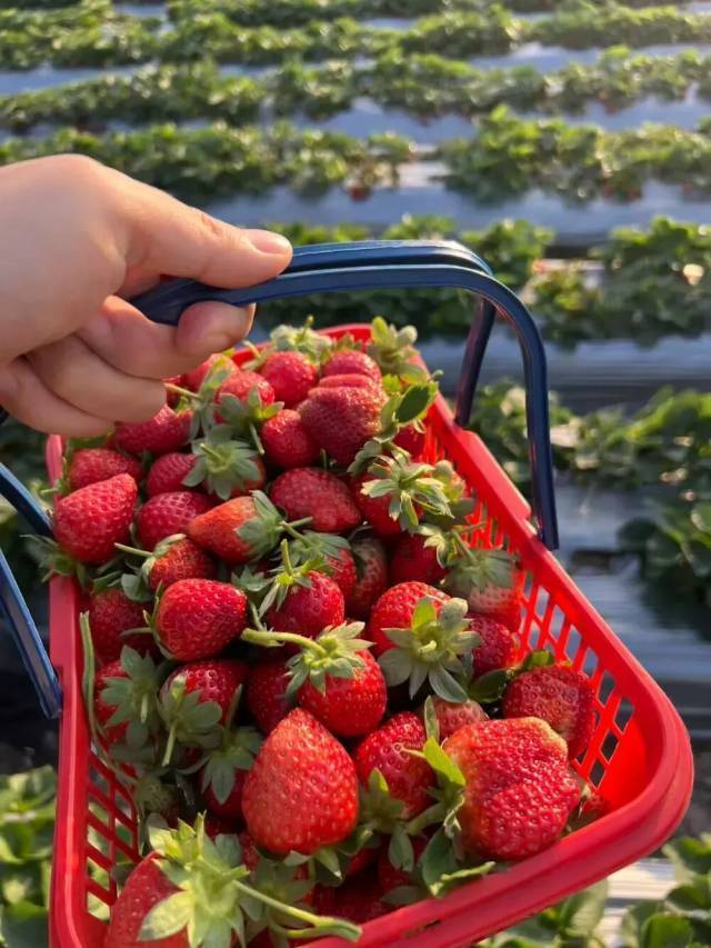 Tại sao d&acirc;u t&acirc;y b&aacute;n ở si&ecirc;u thị c&oacute; thể giữ tươi l&acirc;u, trong khi d&acirc;u t&acirc;y bạn tự h&aacute;i lại bị mốc chỉ sau 2 ng&agrave;y?- Ảnh 4.