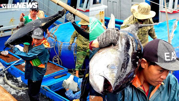 C&aacute; ngừ đại dương tr&uacute;ng m&ugrave;a, ngư d&acirc;n Đắk Lắk thu l&atilde;i trước Tết- Ảnh 4.