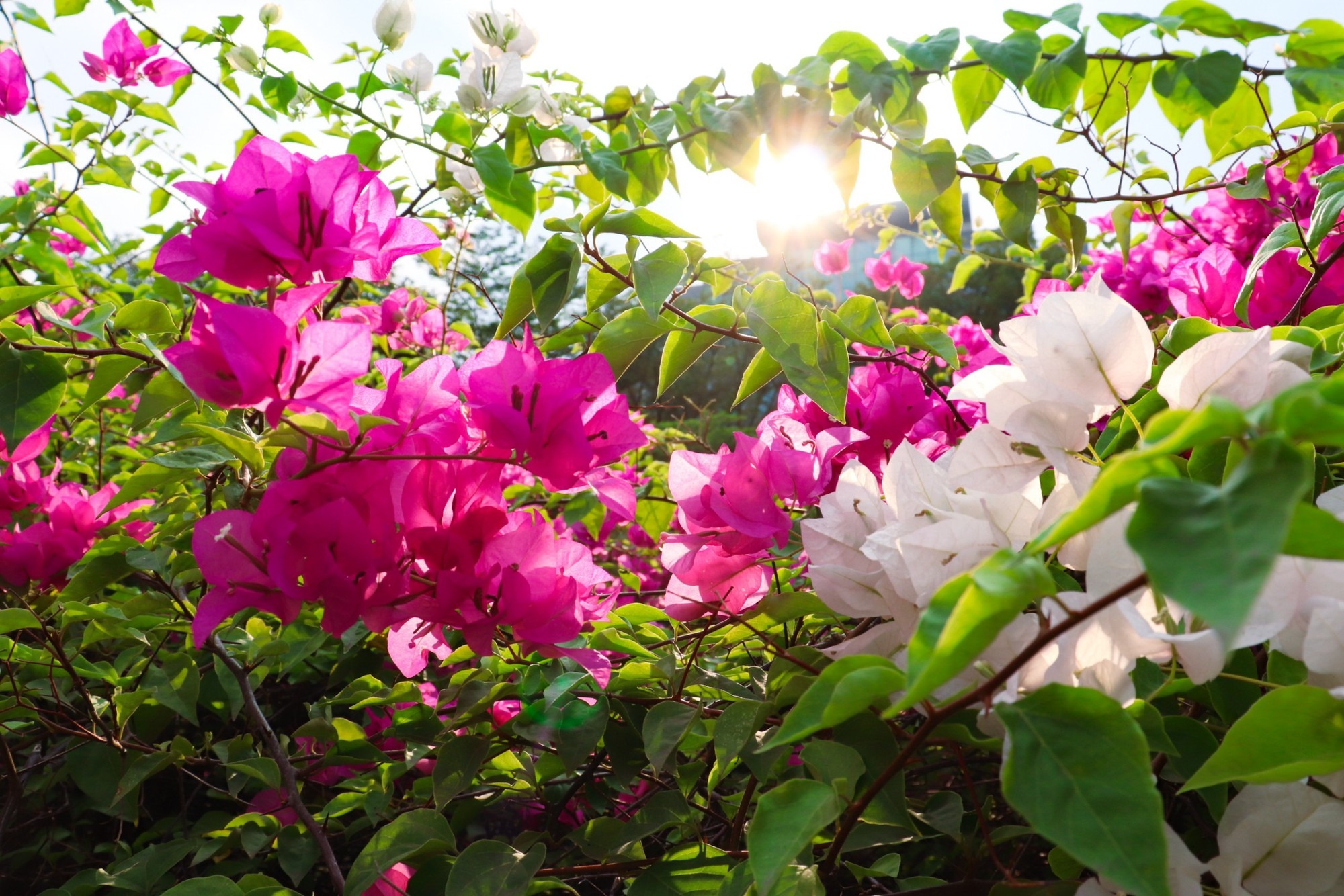 Chơi hoa này NHỚ Chơi hoa này NHỚ