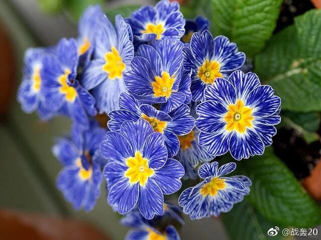 "Cực phẩm" chưng Tết lạ mắt với vẻ đẹp ma mị, nh&igrave;n qua tưởng hoa giả m&agrave; lại thơm ng&aacute;t hương xu&acirc;n- Ảnh 2.