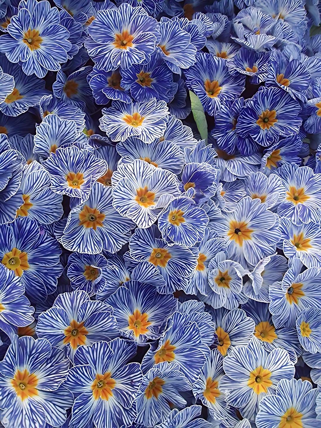 "Cực phẩm" chưng Tết lạ mắt với vẻ đẹp ma mị, nh&igrave;n qua tưởng hoa giả m&agrave; lại thơm ng&aacute;t hương xu&acirc;n- Ảnh 7.