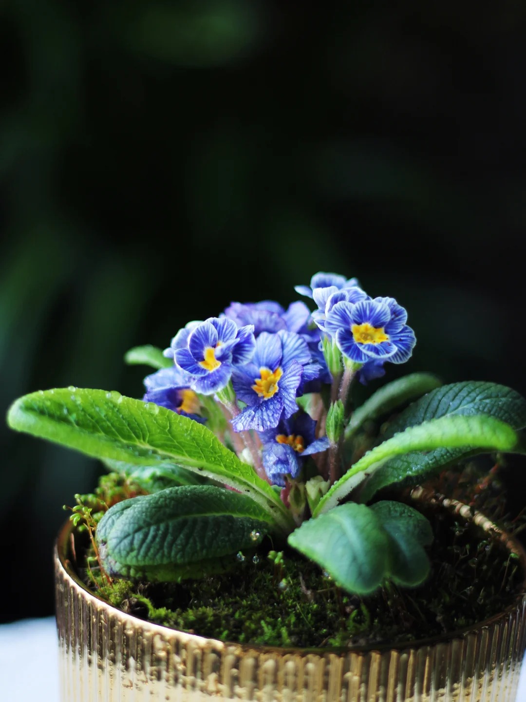 "Cực phẩm" chưng Tết lạ mắt với vẻ đẹp ma mị, nh&igrave;n qua tưởng hoa giả m&agrave; lại thơm ng&aacute;t hương xu&acirc;n- Ảnh 17.