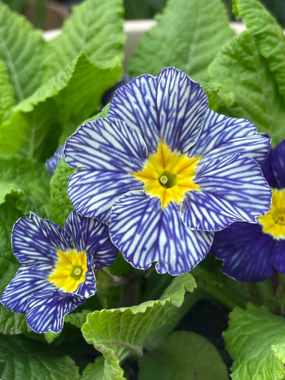 "Cực phẩm" chưng Tết lạ mắt với vẻ đẹp ma mị, nh&igrave;n qua tưởng hoa giả m&agrave; lại thơm ng&aacute;t hương xu&acirc;n- Ảnh 20.