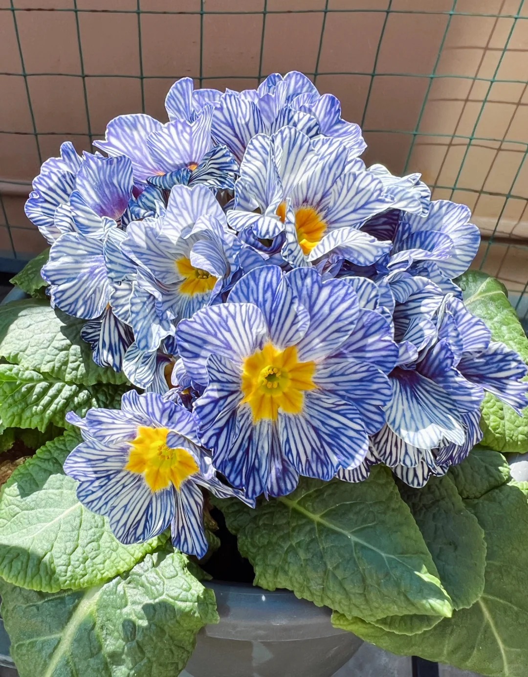 "Cực phẩm" chưng Tết lạ mắt với vẻ đẹp ma mị, nh&igrave;n qua tưởng hoa giả m&agrave; lại thơm ng&aacute;t hương xu&acirc;n- Ảnh 9.