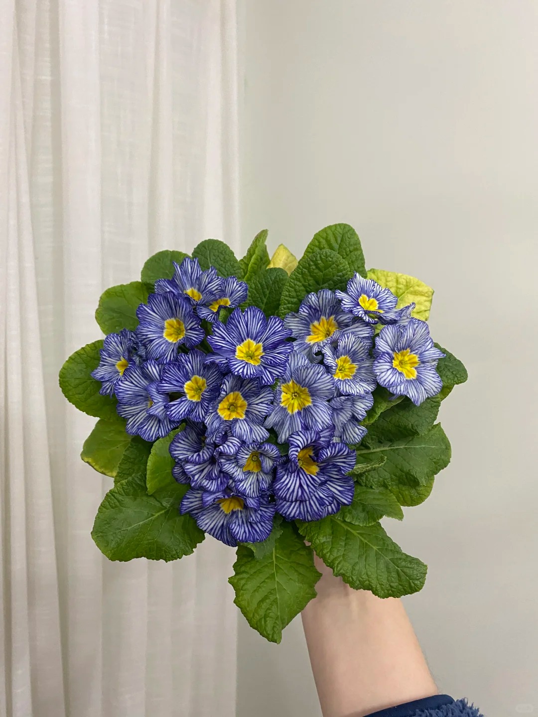 "Cực phẩm" chưng Tết lạ mắt với vẻ đẹp ma mị, nh&igrave;n qua tưởng hoa giả m&agrave; lại thơm ng&aacute;t hương xu&acirc;n- Ảnh 28.