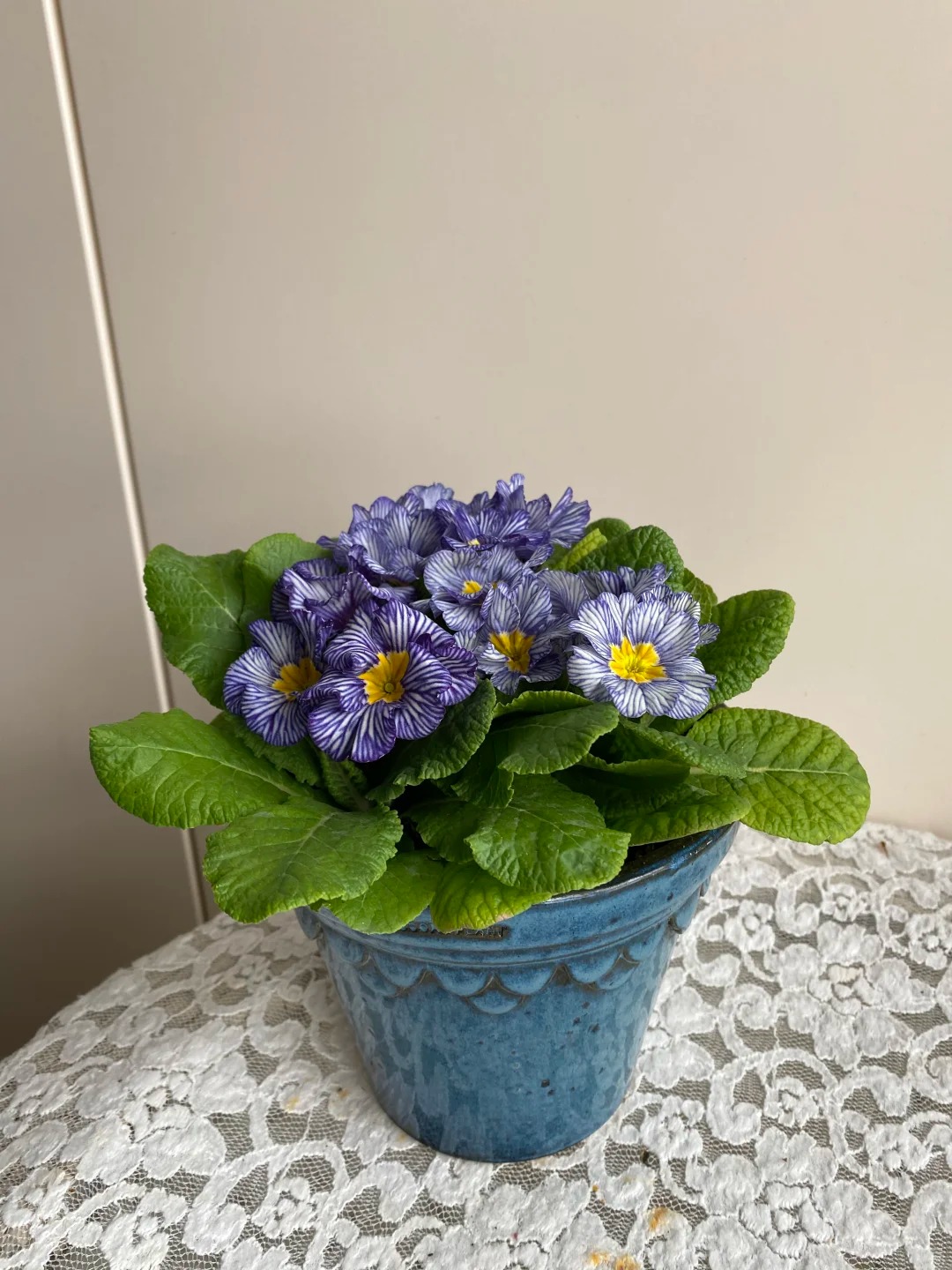 "Cực phẩm" chưng Tết lạ mắt với vẻ đẹp ma mị, nh&igrave;n qua tưởng hoa giả m&agrave; lại thơm ng&aacute;t hương xu&acirc;n- Ảnh 27.