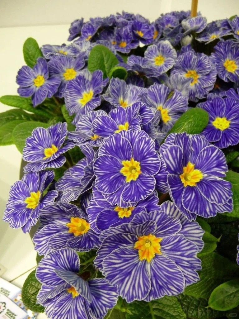 "Cực phẩm" chưng Tết lạ mắt với vẻ đẹp ma mị, nh&igrave;n qua tưởng hoa giả m&agrave; lại thơm ng&aacute;t hương xu&acirc;n- Ảnh 5.