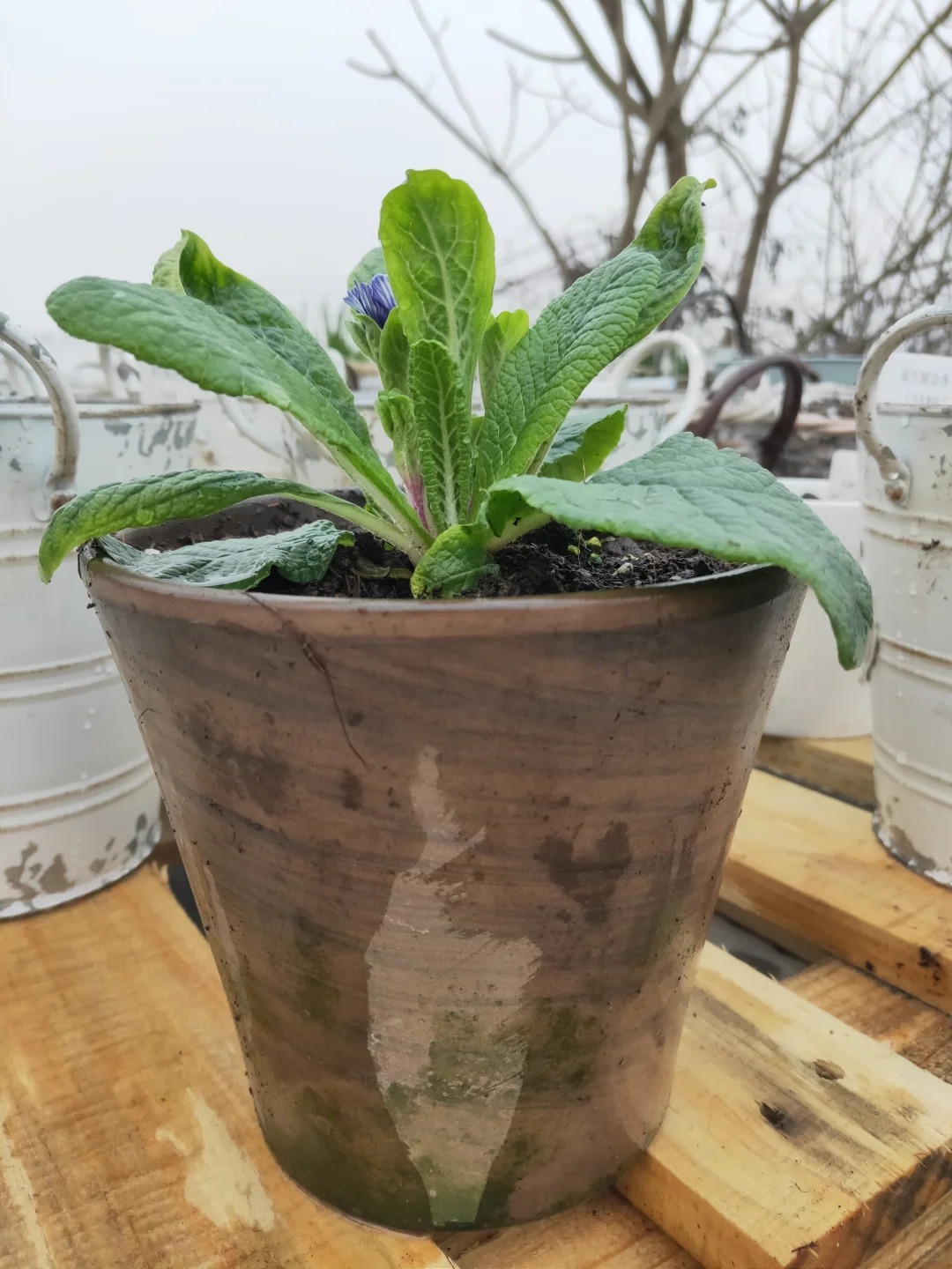 "Cực phẩm" chưng Tết lạ mắt với vẻ đẹp ma mị, nh&igrave;n qua tưởng hoa giả m&agrave; lại thơm ng&aacute;t hương xu&acirc;n- Ảnh 31.