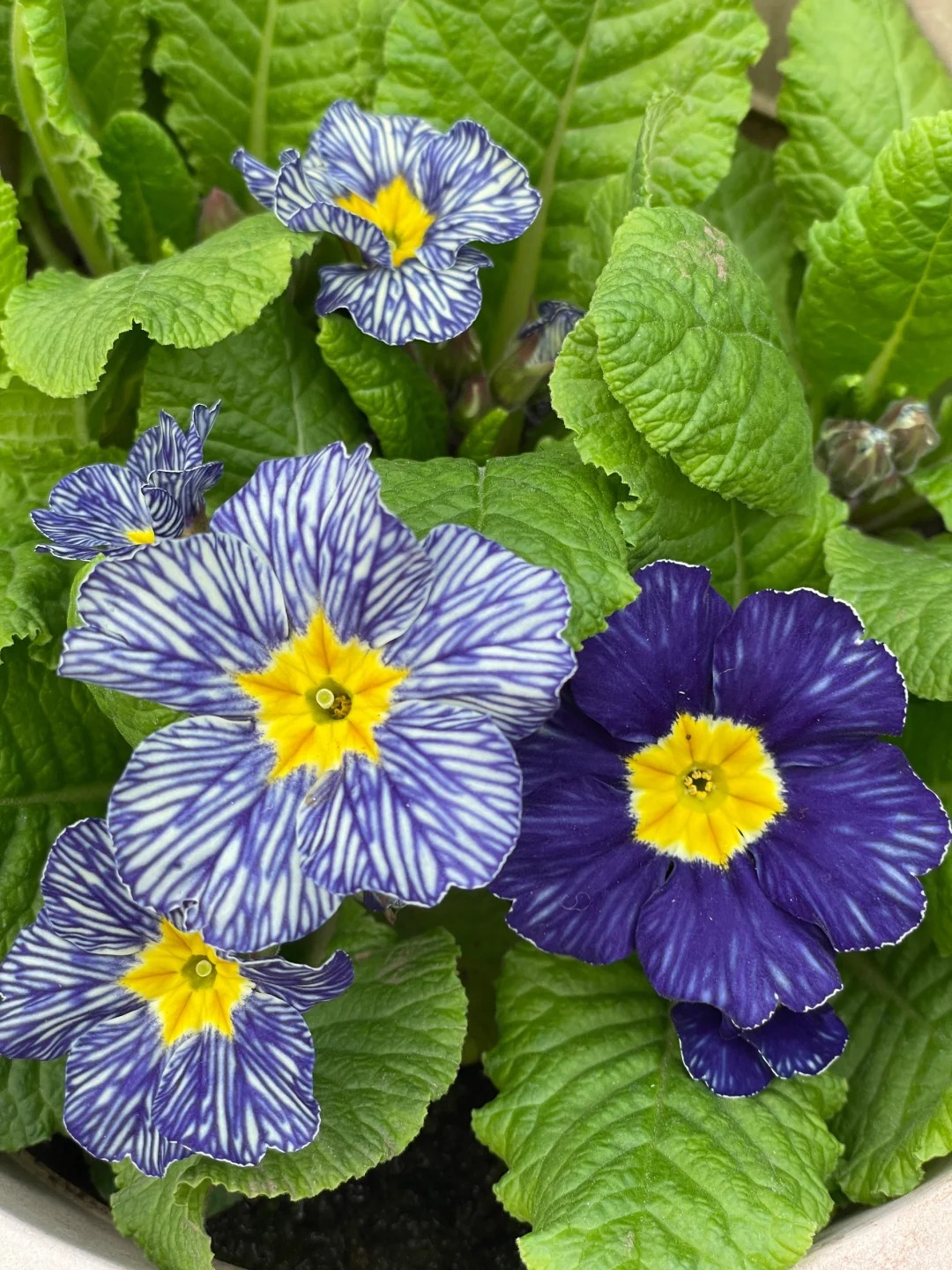 "Cực phẩm" chưng Tết lạ mắt với vẻ đẹp ma mị, nh&igrave;n qua tưởng hoa giả m&agrave; lại thơm ng&aacute;t hương xu&acirc;n- Ảnh 22.