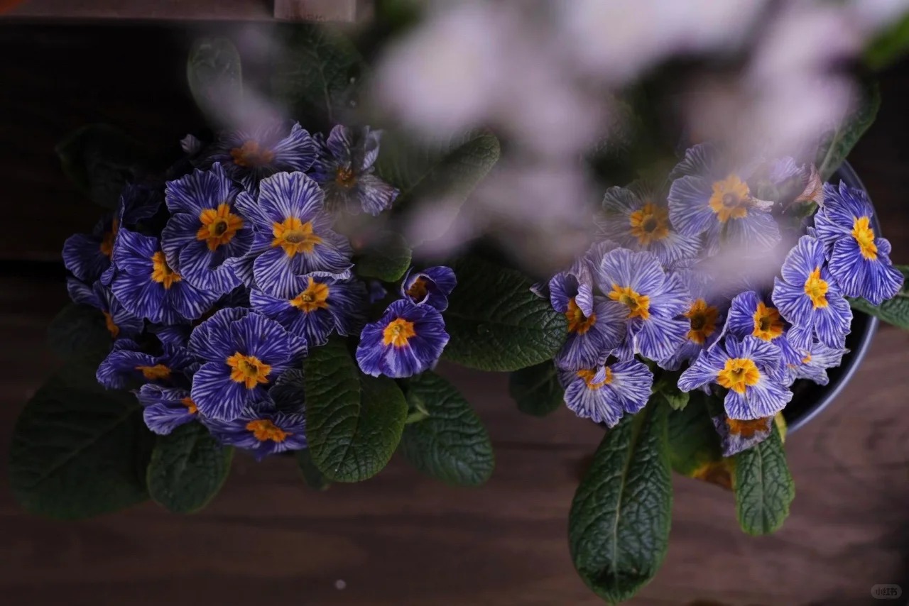 "Cực phẩm" chưng Tết lạ mắt với vẻ đẹp ma mị, nh&igrave;n qua tưởng hoa giả m&agrave; lại thơm ng&aacute;t hương xu&acirc;n- Ảnh 19.