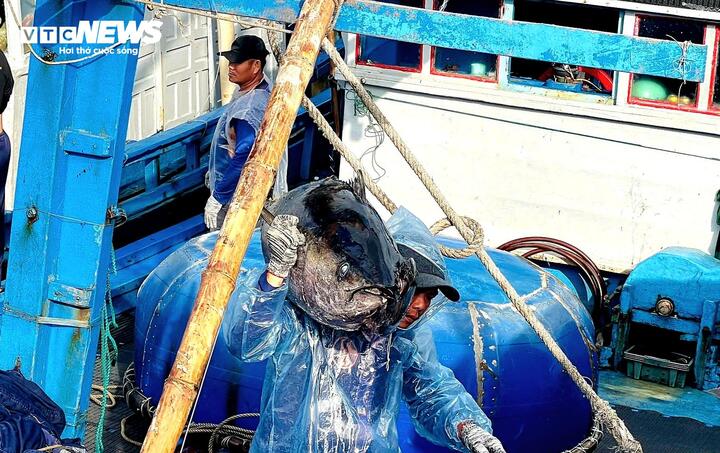 C&aacute; ngừ đại dương tr&uacute;ng m&ugrave;a, ngư d&acirc;n Đắk Lắk thu l&atilde;i trước Tết- Ảnh 1.