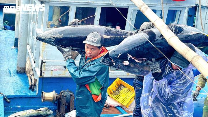 C&aacute; ngừ đại dương tr&uacute;ng m&ugrave;a, ngư d&acirc;n Đắk Lắk thu l&atilde;i trước Tết- Ảnh 3.