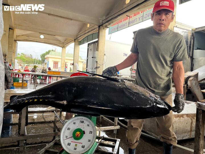 C&aacute; ngừ đại dương tr&uacute;ng m&ugrave;a, ngư d&acirc;n Đắk Lắk thu l&atilde;i trước Tết- Ảnh 5.