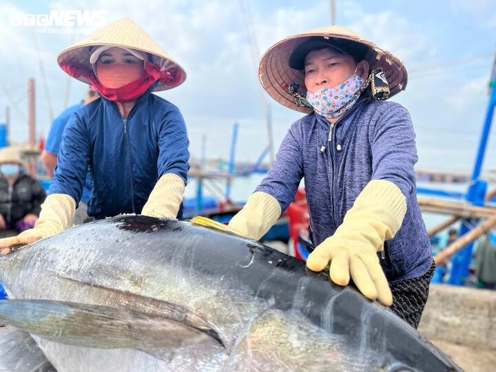 C&aacute; ngừ đại dương tr&uacute;ng m&ugrave;a, ngư d&acirc;n Đắk Lắk thu l&atilde;i trước Tết- Ảnh 2.