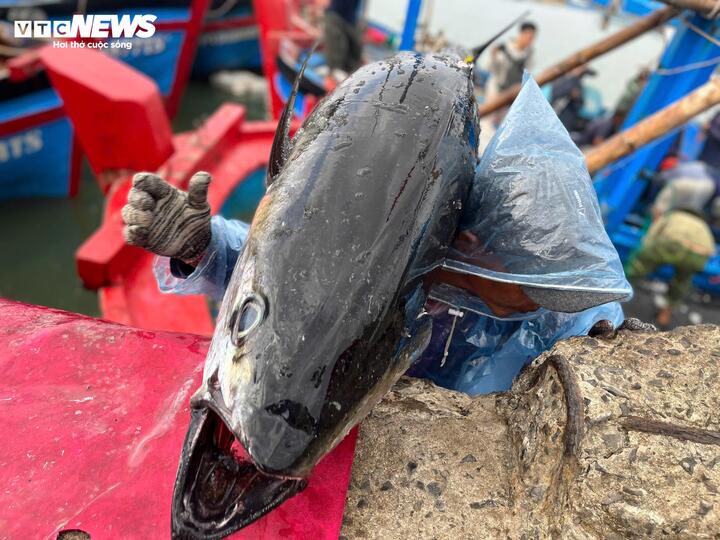 C&aacute; ngừ đại dương tr&uacute;ng m&ugrave;a, ngư d&acirc;n Đắk Lắk thu l&atilde;i trước Tết- Ảnh 8.