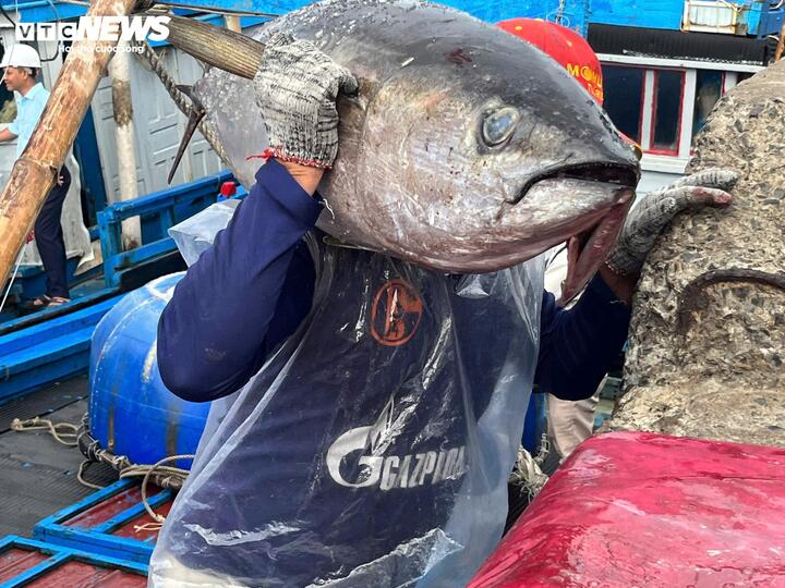 C&aacute; ngừ đại dương tr&uacute;ng m&ugrave;a, ngư d&acirc;n Đắk Lắk thu l&atilde;i trước Tết- Ảnh 7.