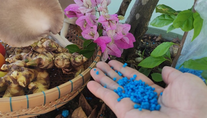 Chơi hoa này NHỚ Chơi hoa này NHỚ