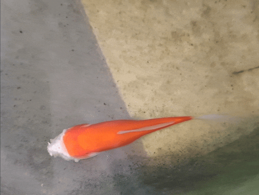 Cá vàng mất gần hết đầu vẫn sống hai tuần, hé lộ cơ chế sinh tồn đáng kinh ngạc của động vật nước ngọt- Ảnh 1. Cá vàng mất gần hết đầu vẫn sống hai tuần, hé lộ cơ chế sinh tồn đáng kinh ngạc của động vật nước ngọt- Ảnh 1.